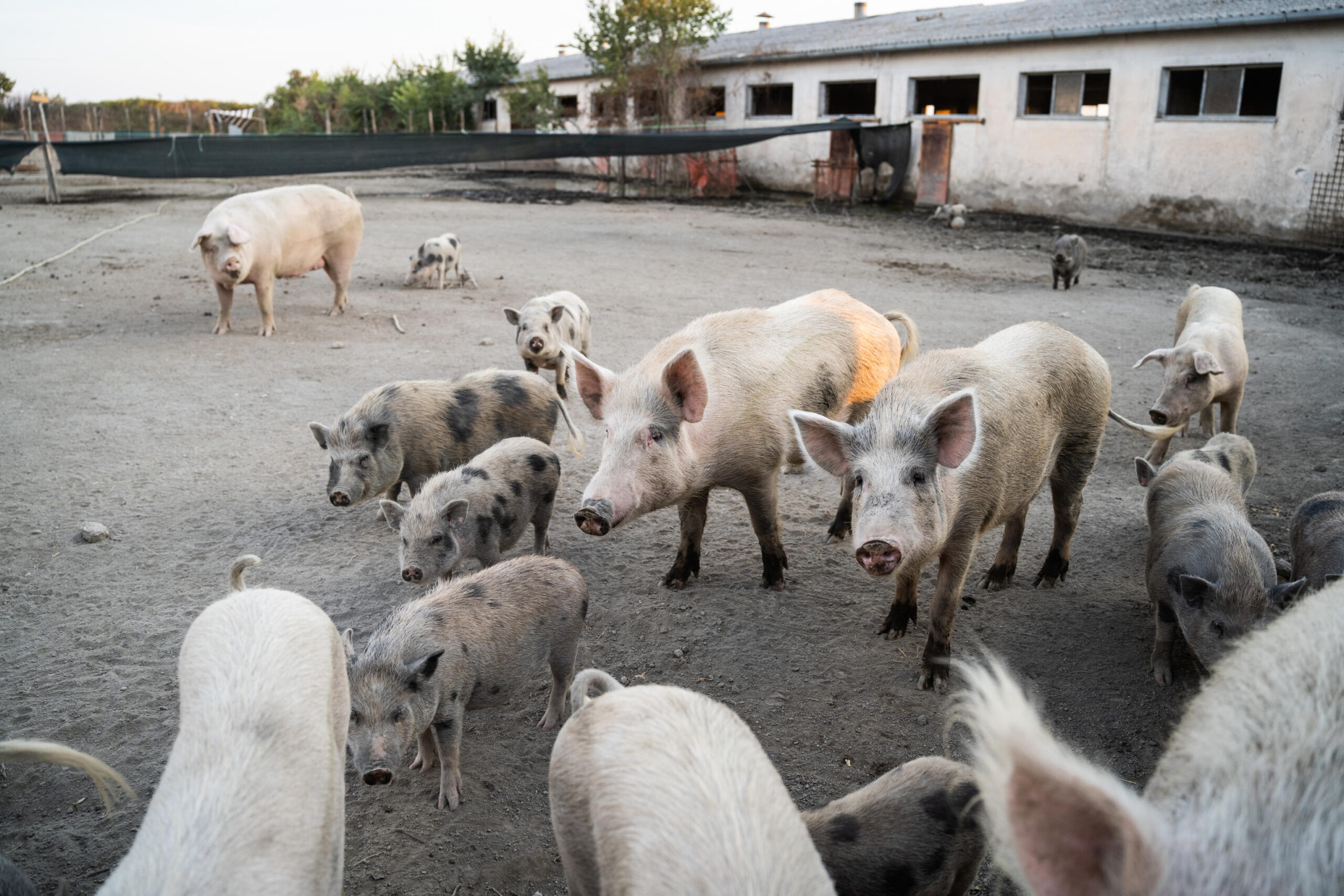 Nuovo Allarme Peste Suina Casi Tra Piemonte E Liguria Tag