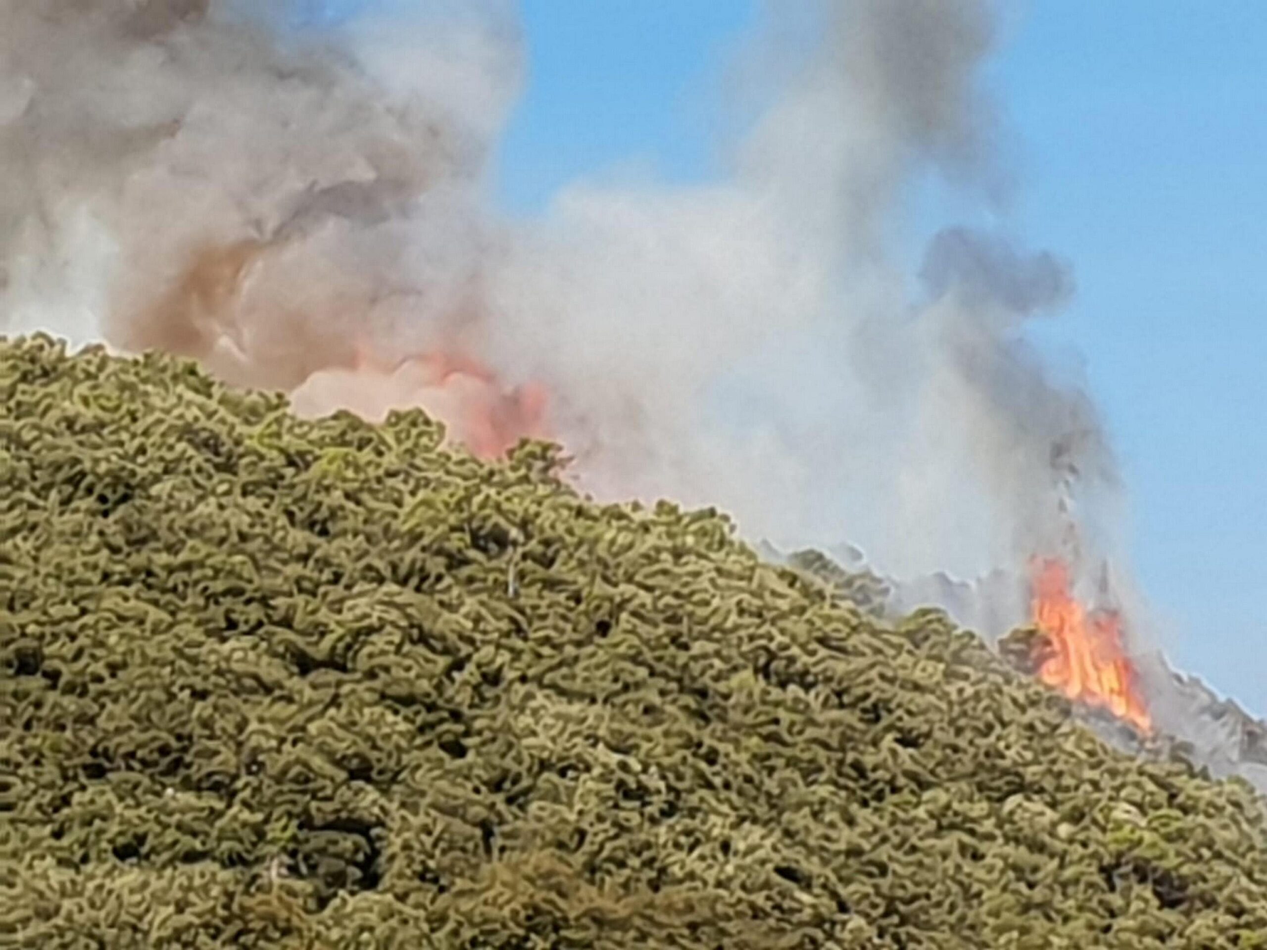 Pisa Vasto Incendio A La Gabella Ettari Di Pineta Bruciati