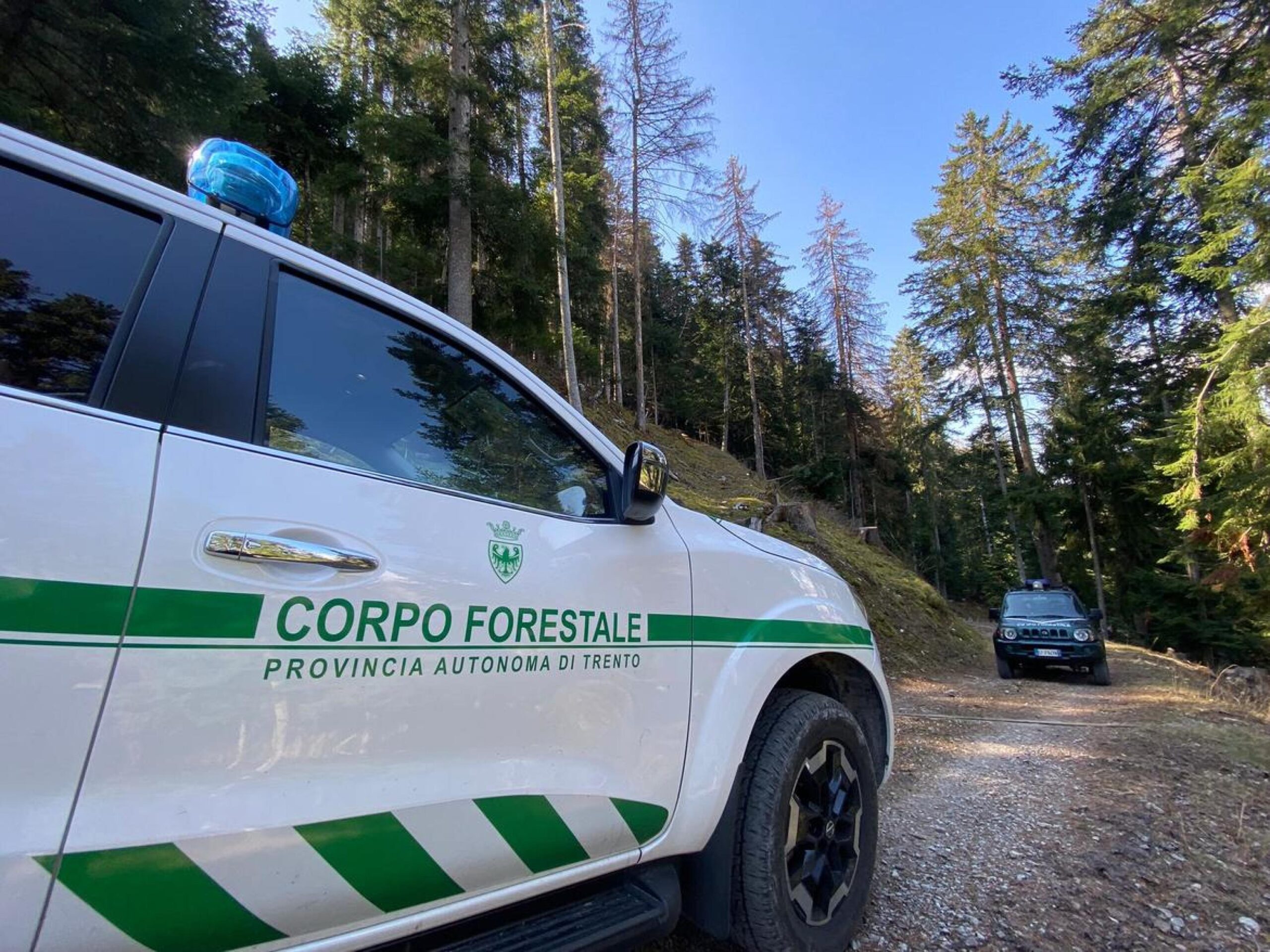 Runner Ucciso Da Orso In Trentino Ordinato L Abbattimento TAG24