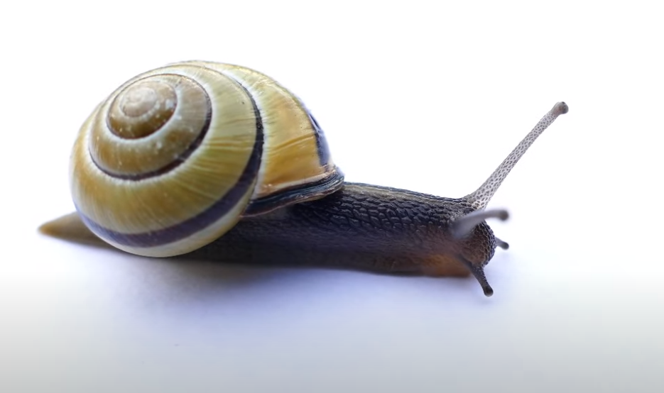 Dove Si Trova La Sequenza Di Fibonacci In Natura TAG24