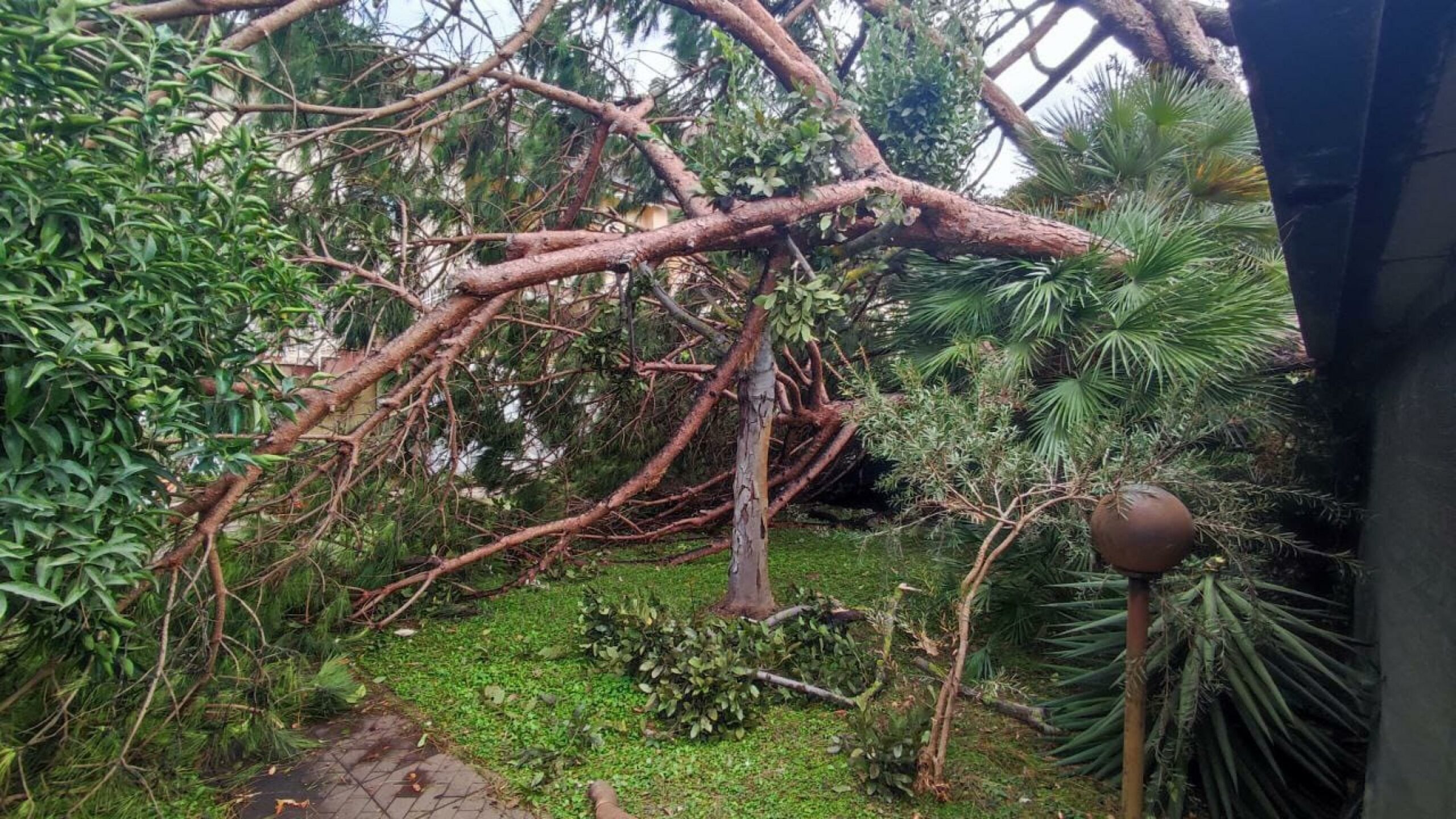 Roma Una Donna Di Anni Morta A Causa Della Caduta Di Un Albero