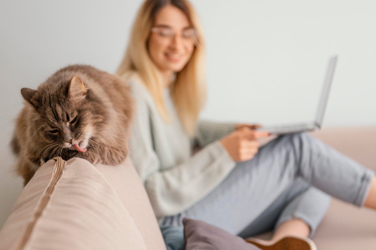 Gatti Positivi All Influenza Aviaria Ci Sono Rischi Per Le Persone