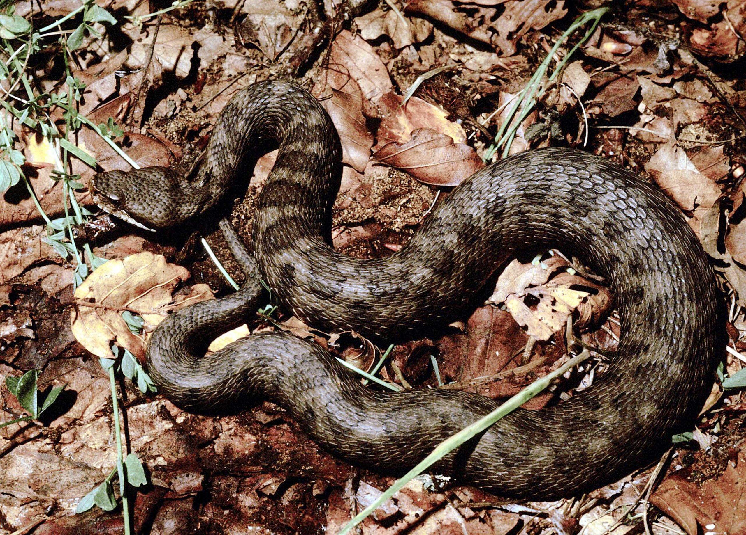 Paura a Caltanissetta, uomo morso da una vipera mentre lavorava in campagna: curato in ospedale