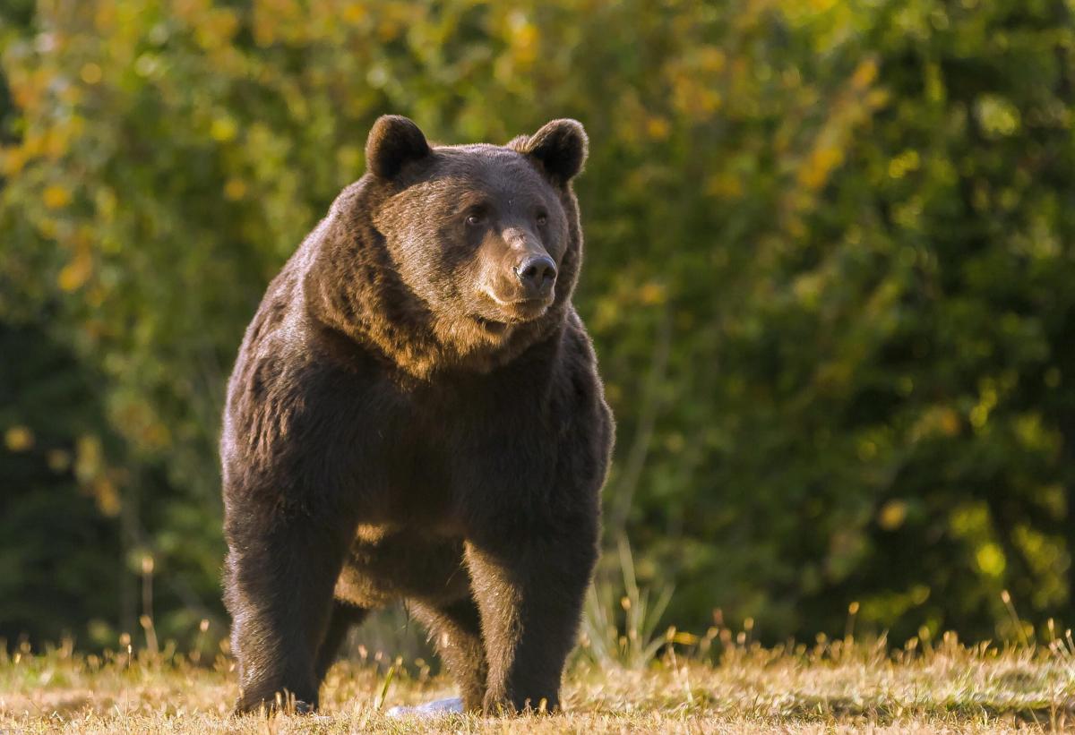 Flash-mob degli animalisti a Milano: “Salviamo Jj4 e gli altri orsi”