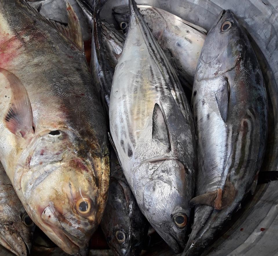 Voglia di pesce? Ecco le ricette con l’ombrina