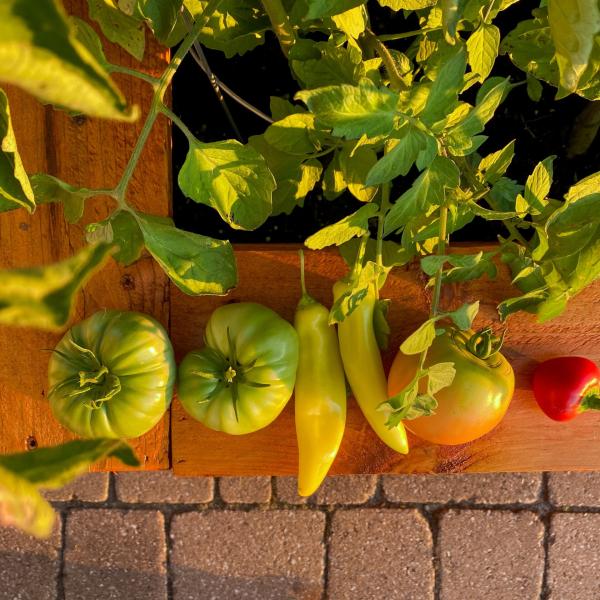 Tecniche di sopravvivenza: cosa cucinare quando fa caldo