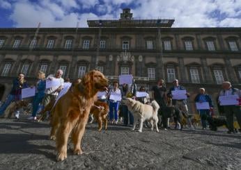 Corea del Sud, l’Assemblea Nazionale approva una legge contro il consumo di carne di cane