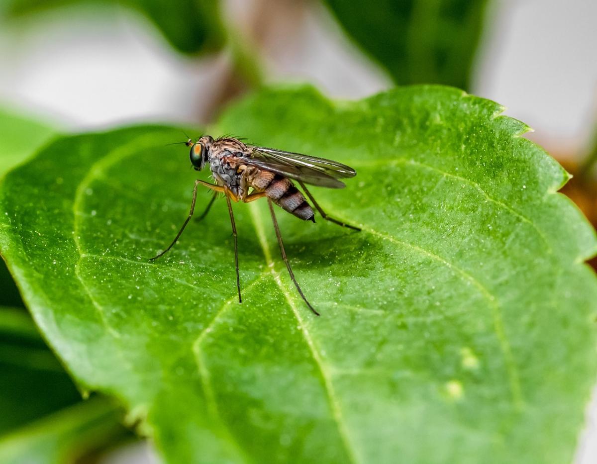 Allarme zanzara giapponese in Italia, come riconoscerla, sintomi puntura e rischi