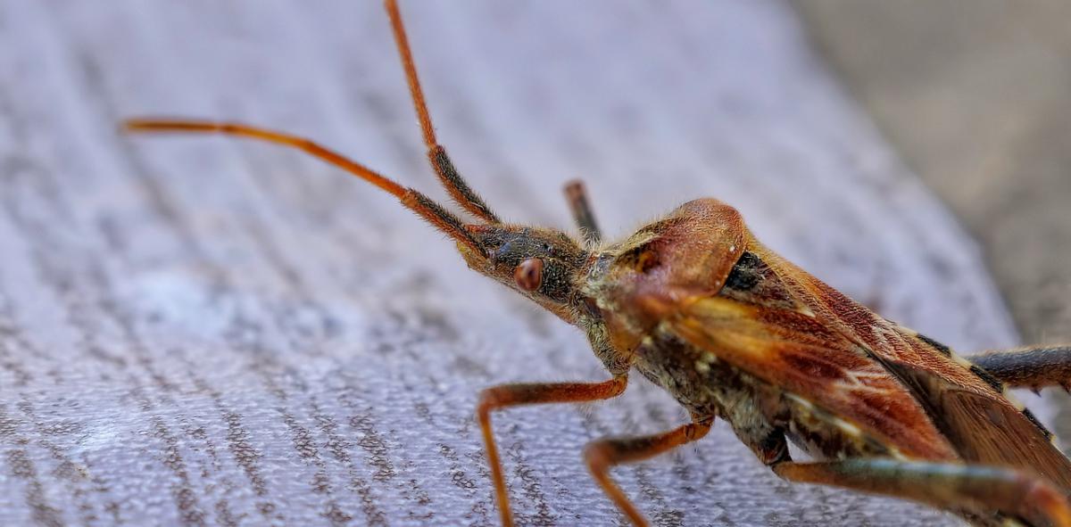 Allarme cimici in Francia, c’è chi ci marcia: truffe gli anziani