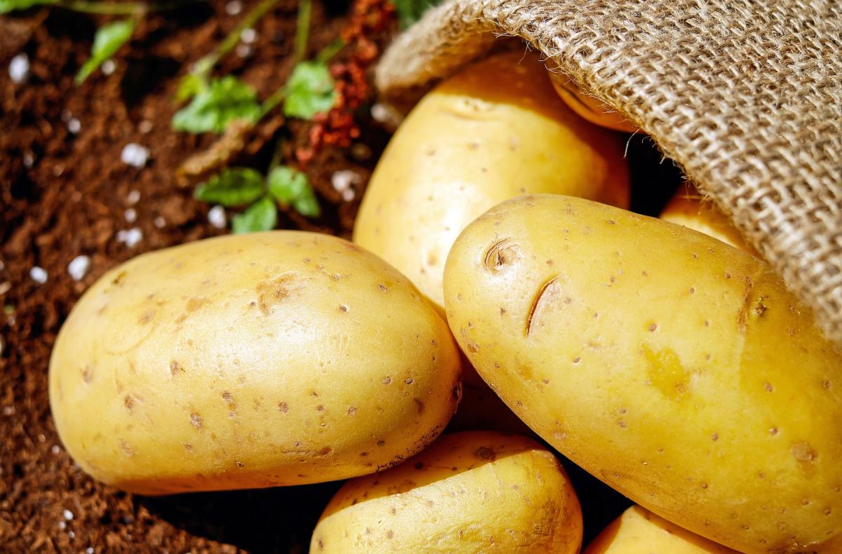 Quando si piantano le patate: il periodo ideale per la semina