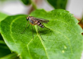 Allarme zanzara giapponese in Italia, come riconoscerla, sintomi puntura e rischi