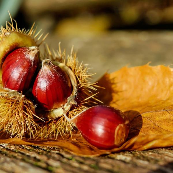 Castagne in autunno, ecco perché bisognerebbe mangiarne in quantità