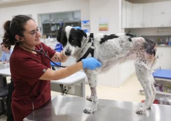 Concorso AUSL Rimini per dirigente veterinario: requisiti e come fare domanda