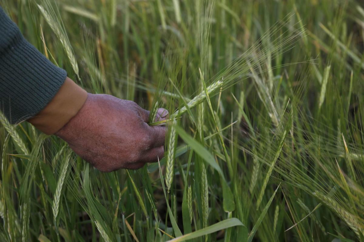 Ucraina, stretta sul grano. L’Ungheria blocca le importazioni