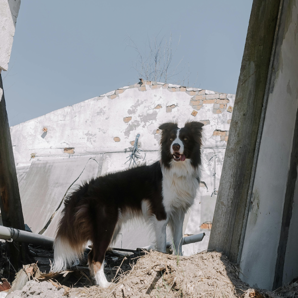 Gli animali possono prevedere un terremoto?