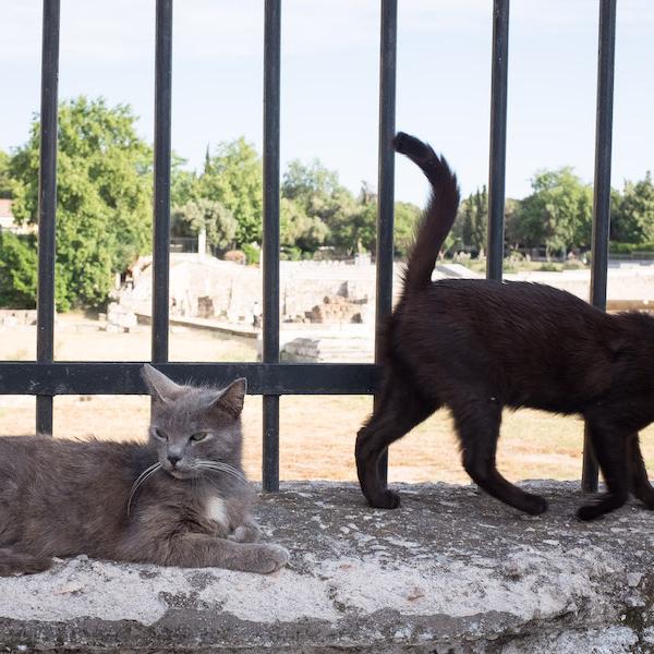 Thailandia, una persona ha contratto il Covid da un gatto ma “non c’è da preoccuparsi”