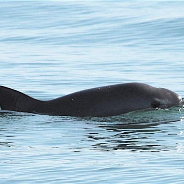 Cos’è la vaquita e perché questo cetaceo è a rischio estinzione