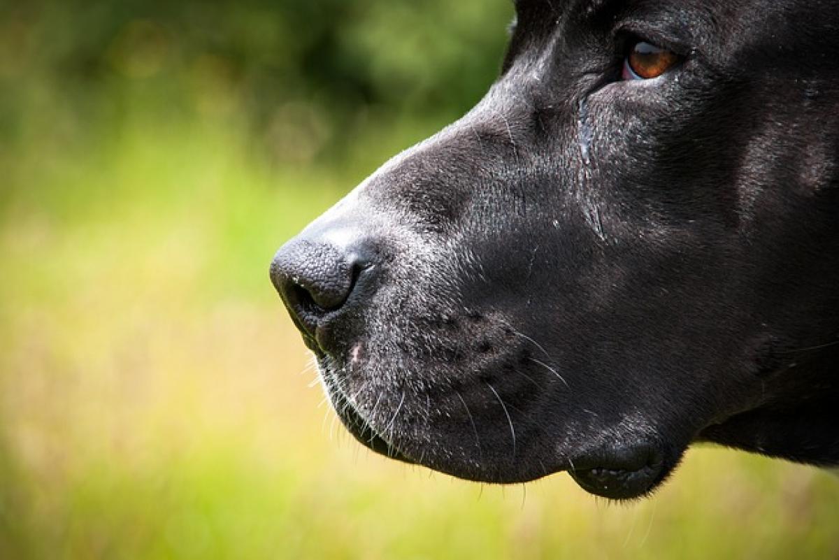 Palermo, morto il cane bruciato vivo dal padrone: “Aron ha lottato fino alla fine”