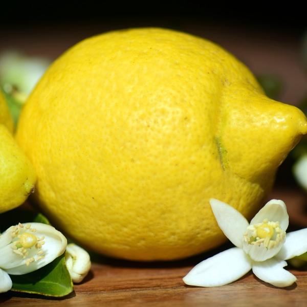 Gelo al limone, la ricetta originale che sa di Sicilia