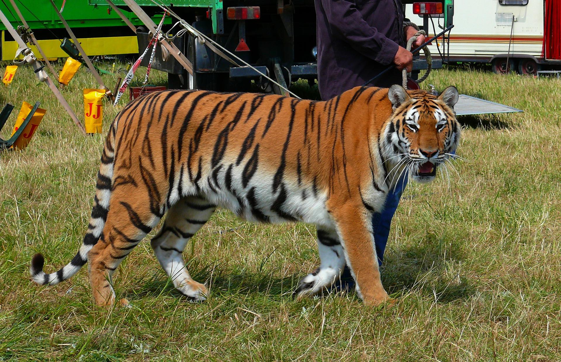 Animali al circo, il Comune di Fiumicino vieta l’utilizzo di specie selvatiche negli spettacoli