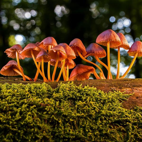 Come prevenire l’avvelenamento da funghi? Le regole fondamentali, parla l’esperto Giovanni Rossi