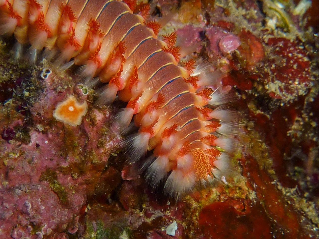 Vermocane: cos’è, perché si sta diffondendo nei paesi del Mediterraneo e quali sono i pericoli