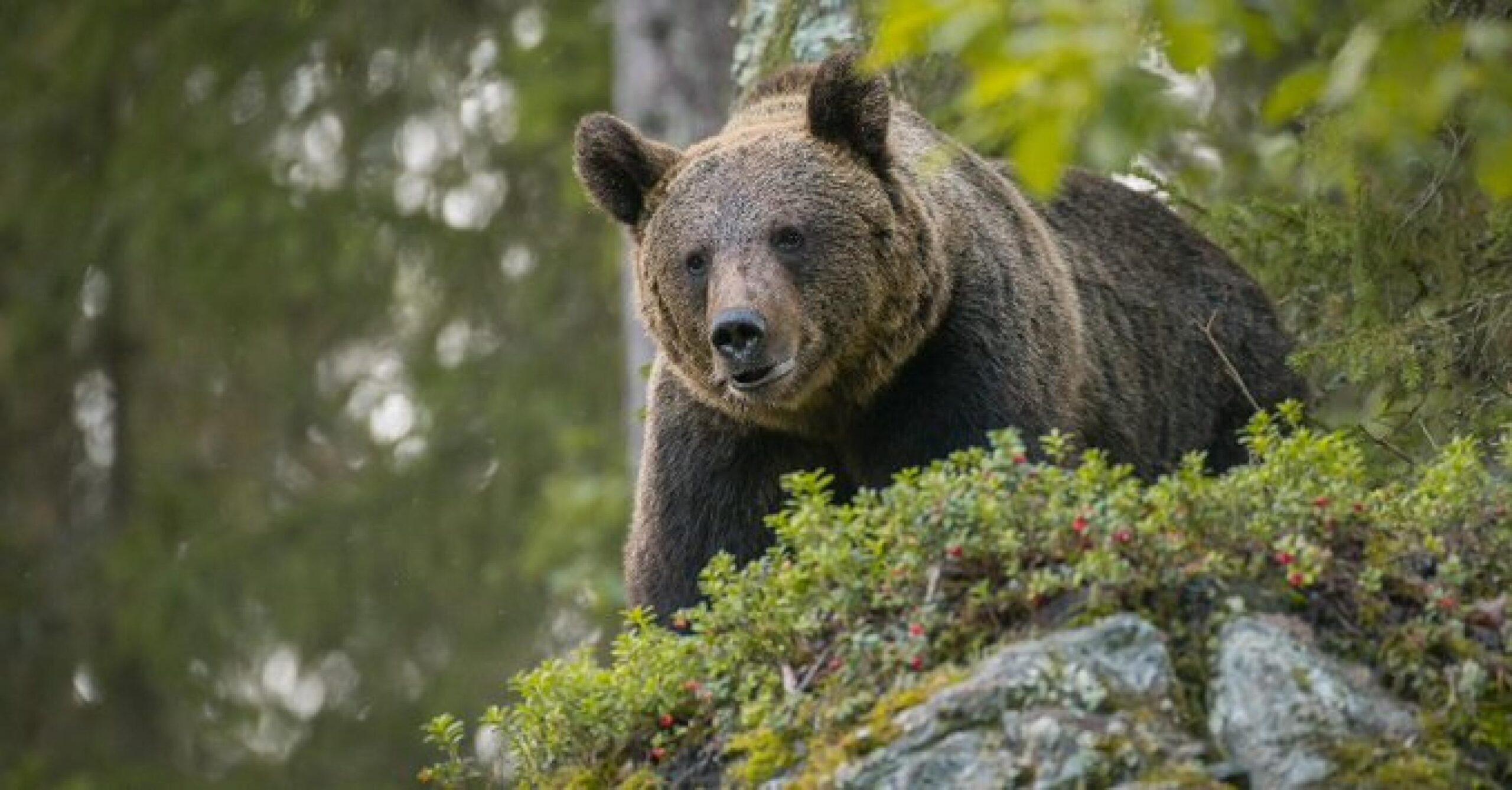 Runner ucciso, i sindaci del Trentino contro la sospensione dell’abbattimento dell’orso