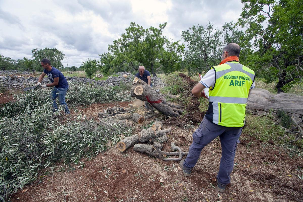 Xylella, biosensori per intervenire sul batterio prima che sia trop…