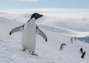 Singapore, pinguini sottoposti al primo intervento di cataratta al mondo