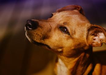 Pavia, ritrovata la cagnolina Guendalina scomparsa a Vigevano dopo un furto: i ladri l’hanno uccisa e abbandonata nel cestello della lavatrice