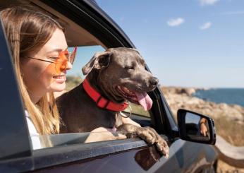 Come evitare il mal d’auto al cane e fare un viaggio in macchina se…