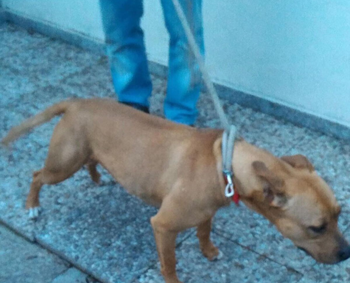 Napoli, un pitbull attacca e sbrana un barboncino in strada: la proprietaria della vittima sviene e viene ricoverata| VIDEO