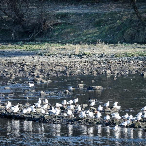 Fiume Po a secco, l’allarme della Coldiretti per le mancate piogge