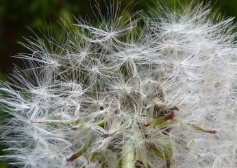 Vaccino anti allergia, chi può farlo, come funziona l’immunizzazione e quali sono gli effetti collaterali