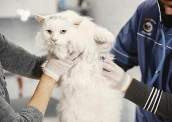 Cosa succede a un gatto dopo la sterilizzazione?