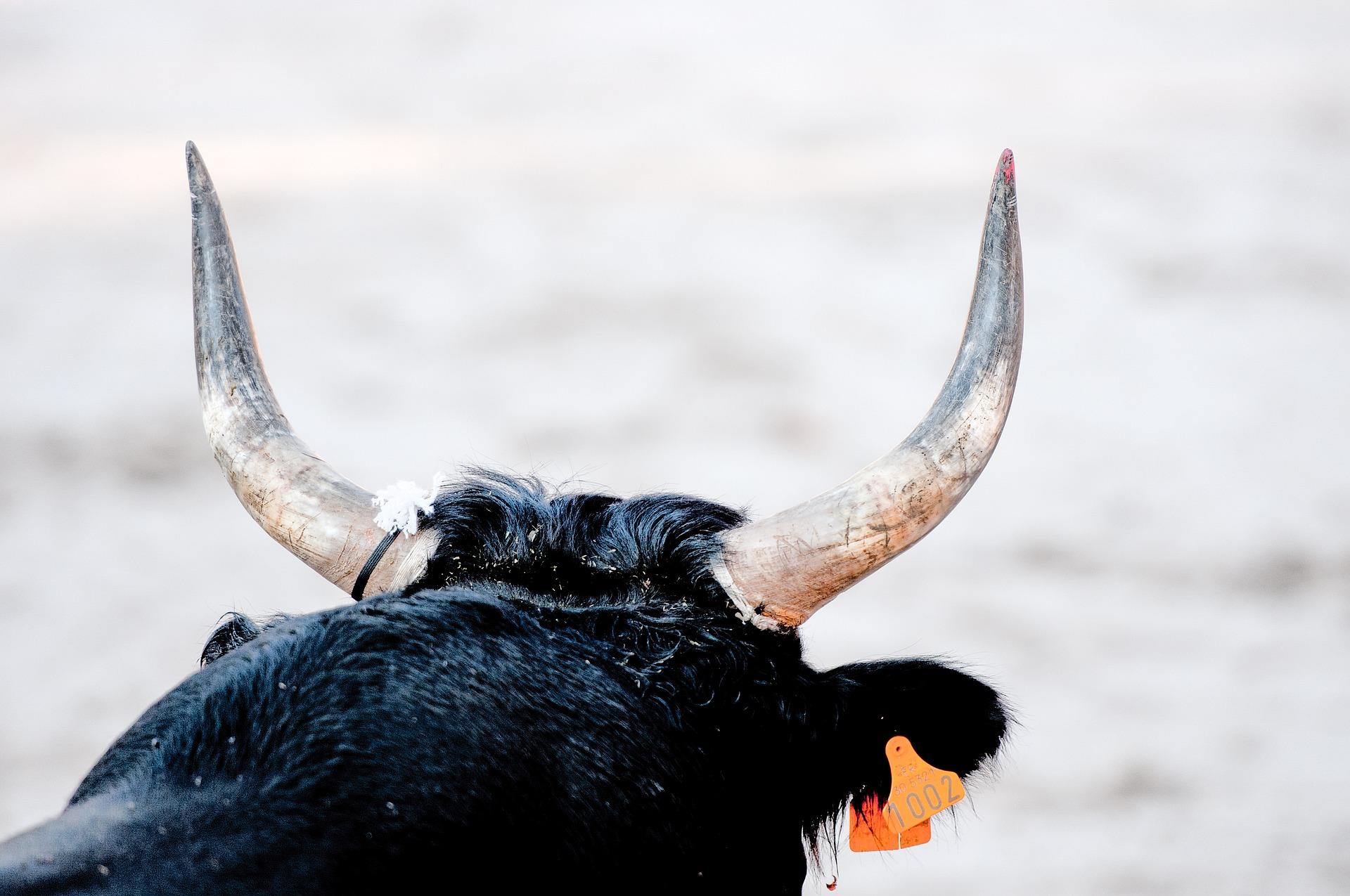 La Spezia, padre e figlio incornati da un toro: 54enne in gravi condizioni