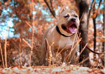 I Pitbull sono pericolosi e impazziscono? L’addestratore Ettore Santoro: “Sono cani complessi, andrebbero educati già a 3 mesi”