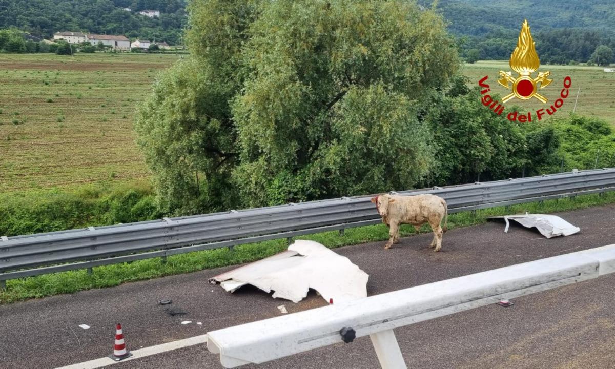 Vicenza, camion carico di bestiame si ribalta lungo l’A4: carcasse e animali in fuga bloccano la circolazione