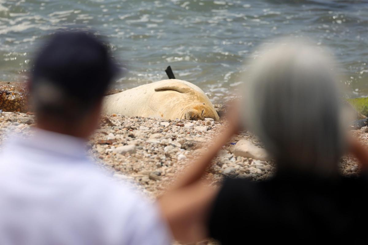 Usa, ricercato il killer della foca monaca hawaiana: sulla sua test…