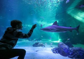 Quando apre l’acquario di Roma all’Eur? Fake news apertura l’8 dicembre 2023. Il progetto è ancora un mistero