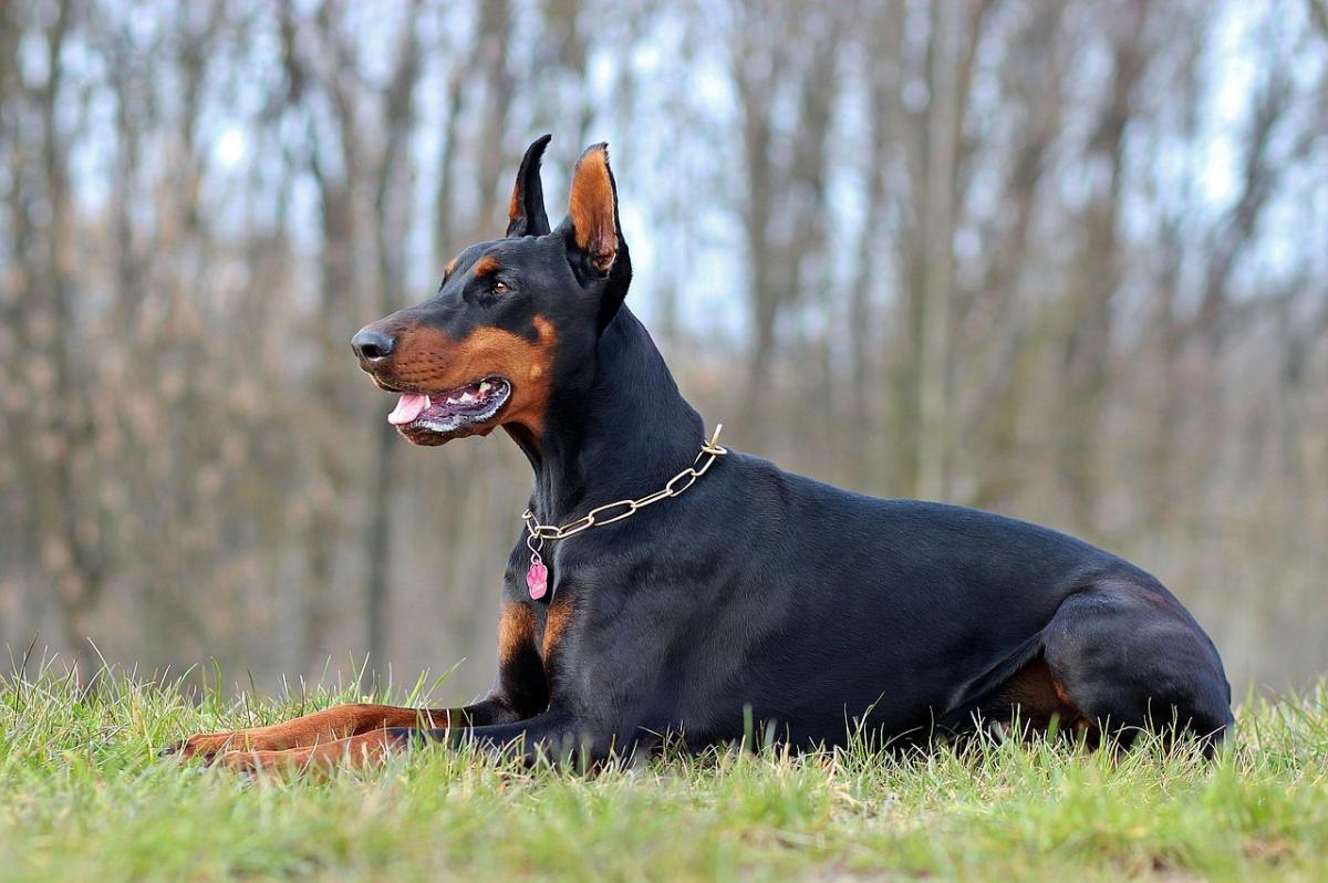 Genova, donna aggredita da dobermann: portata al Pronto Soccorso de…