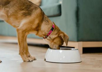 Perché il cane smette di mangiare? Cause e consigli per fargli tornare l’appetito