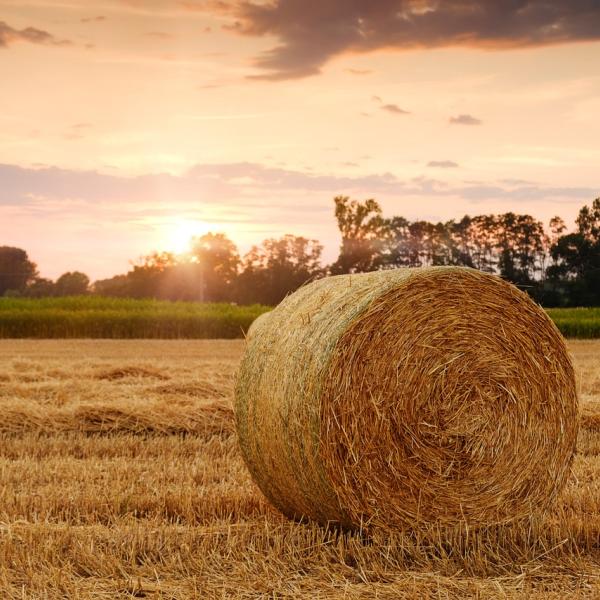 Servizio civile agricolo: nuovo bando, cercasi 1000 volontari