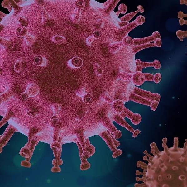 Influenza suina H1N1, Prof. Bassetti: “Il maiale non c’entra con il virus. Bisogna vaccinarsi”