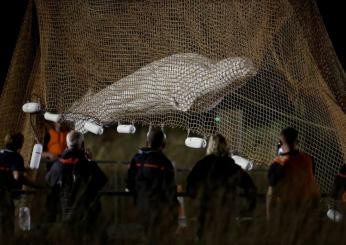 Francia, è morto il beluga perso nella Senna: tentativi di soccorso…