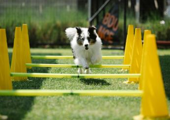 Agility dog: cos’è e dove praticarlo con il proprio cane