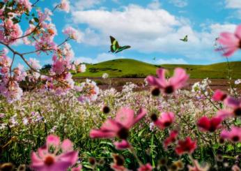 L’impatto della primavera sulla salute, ecco tutti i benefici della bella stagione