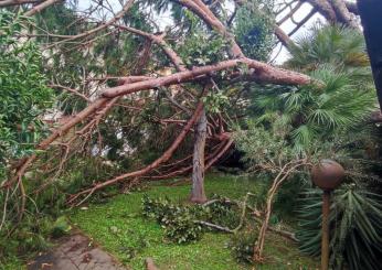 Roma, una donna di 81 anni è morta a causa della caduta di un albero