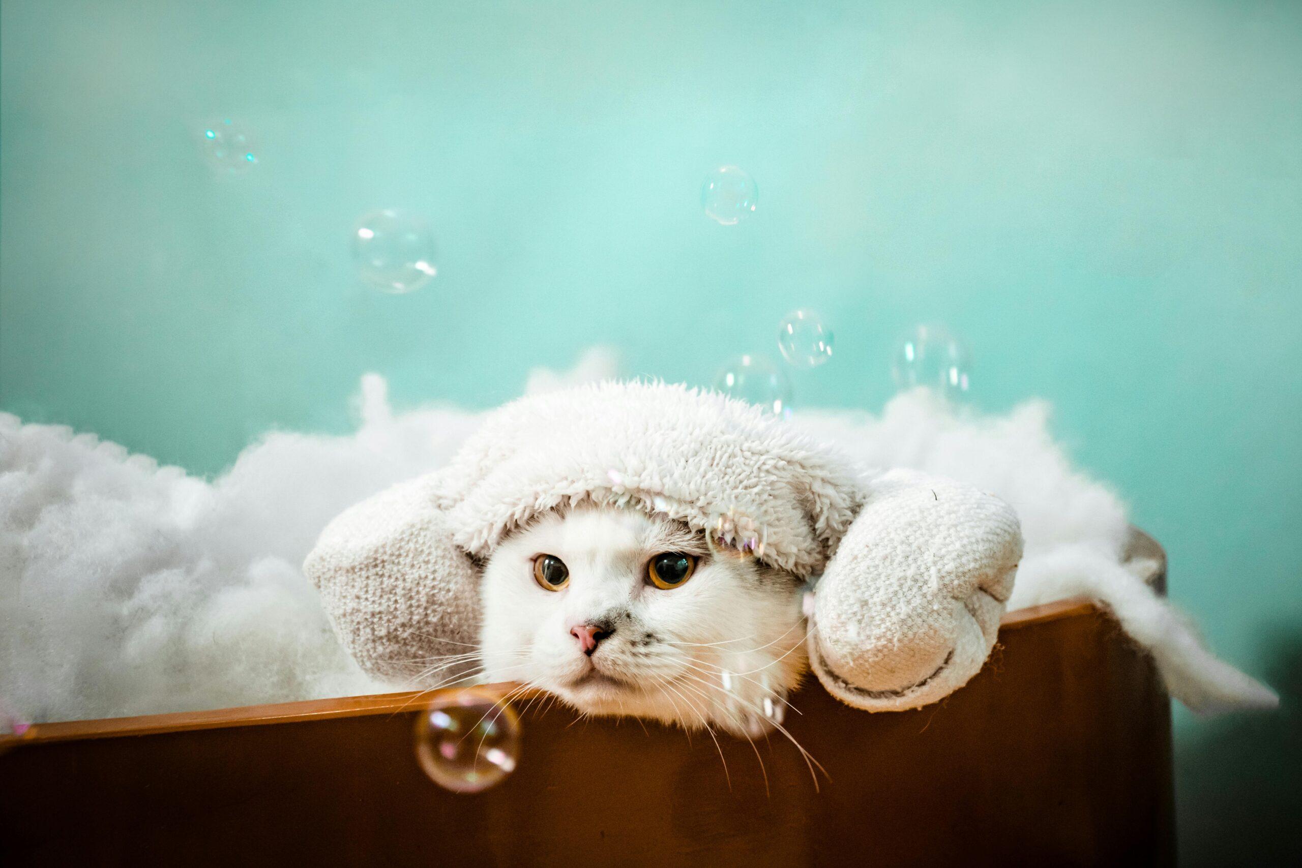 Come fare il bagno al gatto? Errori da evitare e quando è necessario farlo