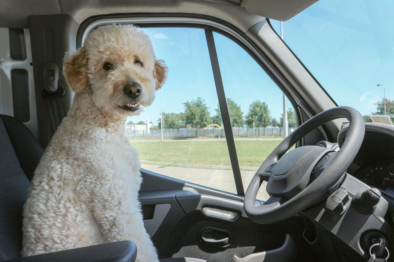 Giornata Mondiale del Cane, un amico a quattro zampe nel 28% delle famiglie